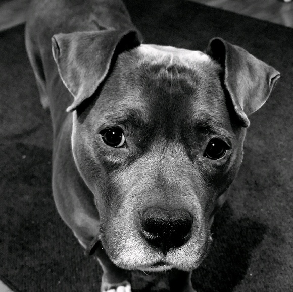 Meet your Posher, Deena - Picture 1 of 1